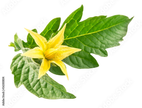 Tomato leaves and flower isolated. With clipping path