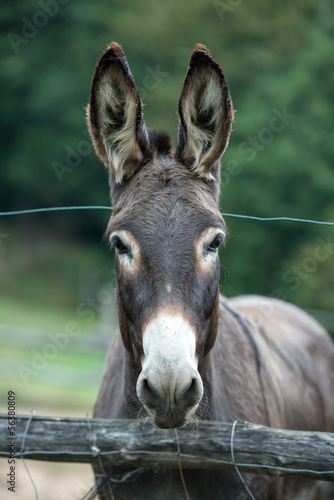 donkey © Gianni Caito