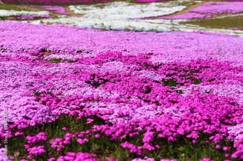 芝桜