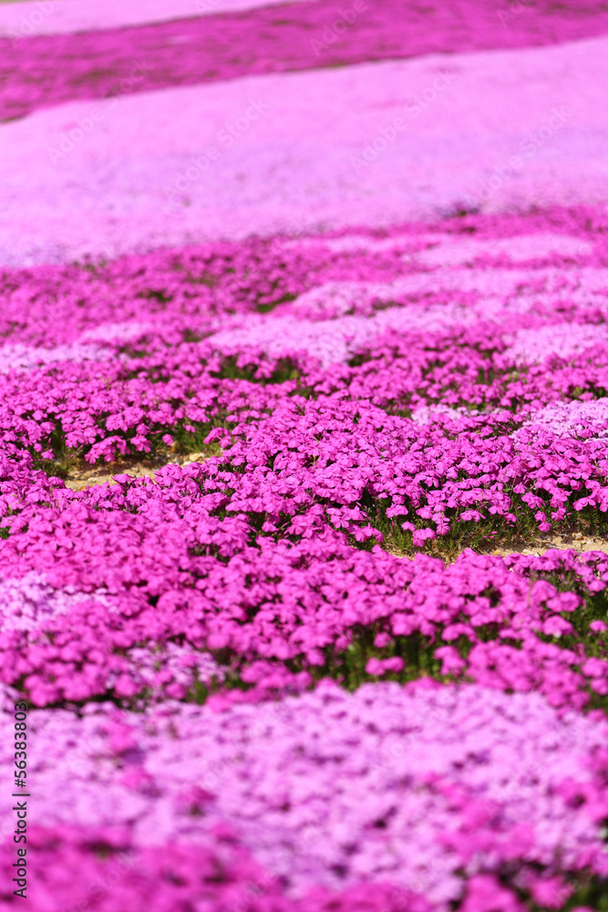Fototapeta premium 芝桜
