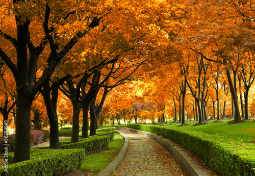 Obraz ścieżka przez jesienny park z kolorowymi liśćmi