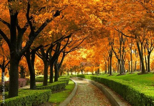 Obraz ścieżka przez jesienny park z kolorowymi liśćmi