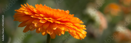 Orange flower banner #56385263