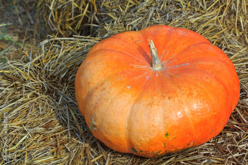 Pumpkin variety