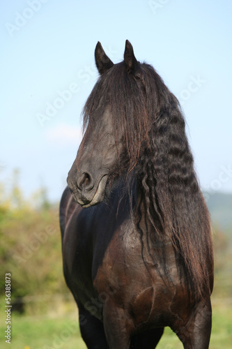 Beautiful friesian horse wit long mane