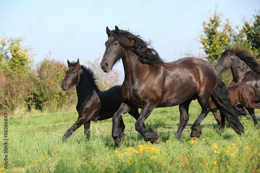 Mare with foal running in autumn