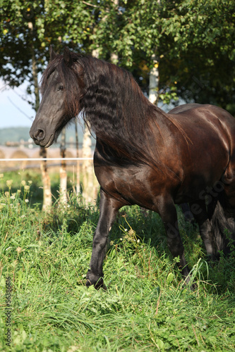 Beautiful friesian horse wit long mane © Zuzana Tillerova