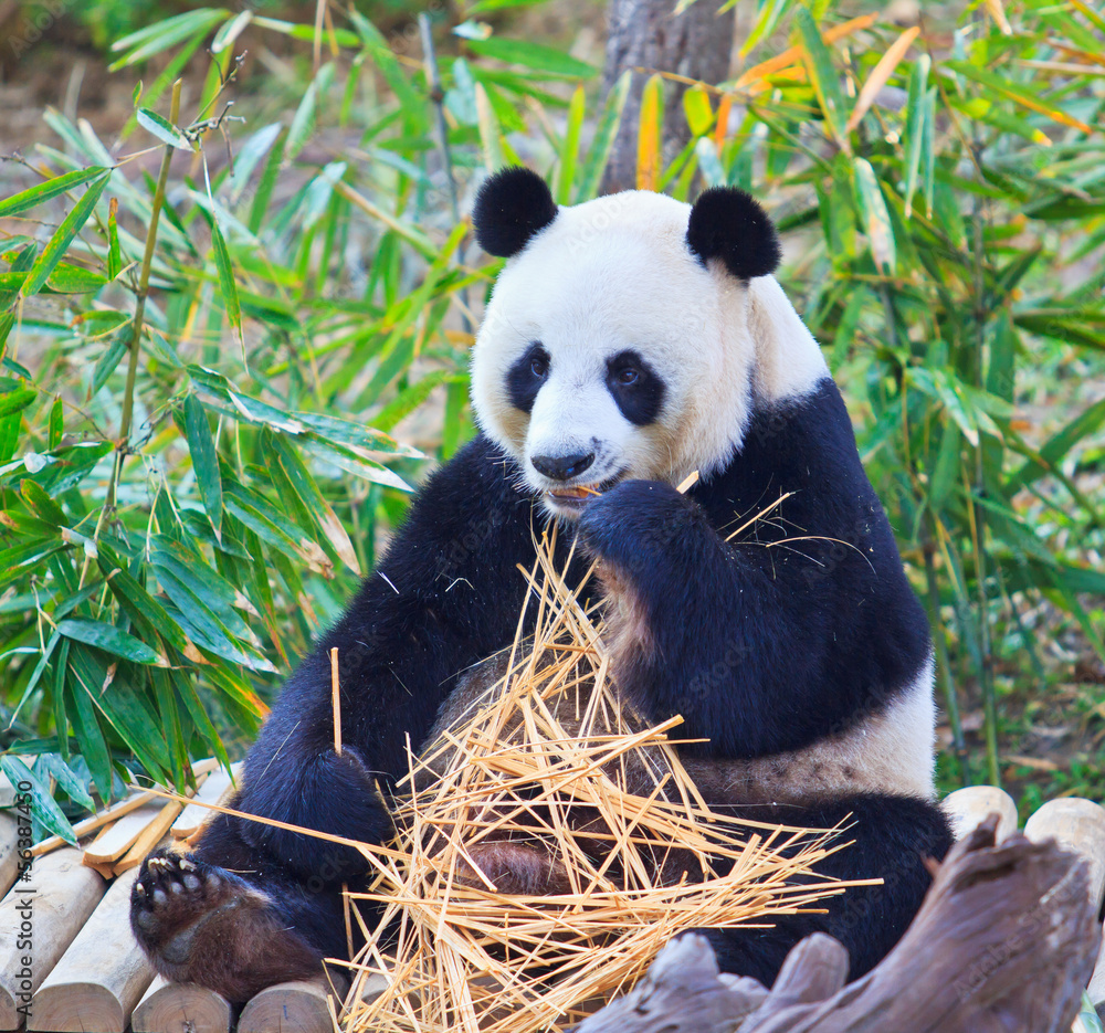 Obraz premium Panda