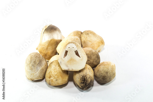 Fang mushrooms on white background