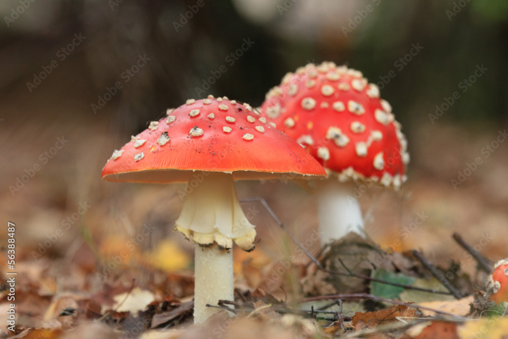 mushroom mushroom