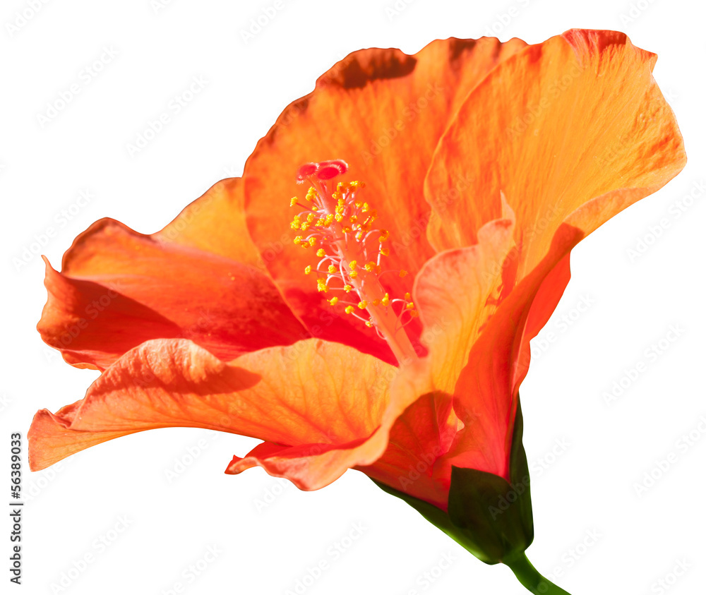 Isolated of orange hibiscus flower. Isolated of orange hibiscus flower.