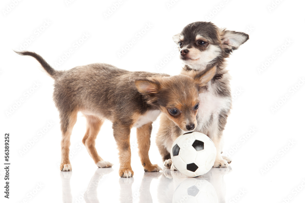 Obraz premium chihuahua isolated on white background