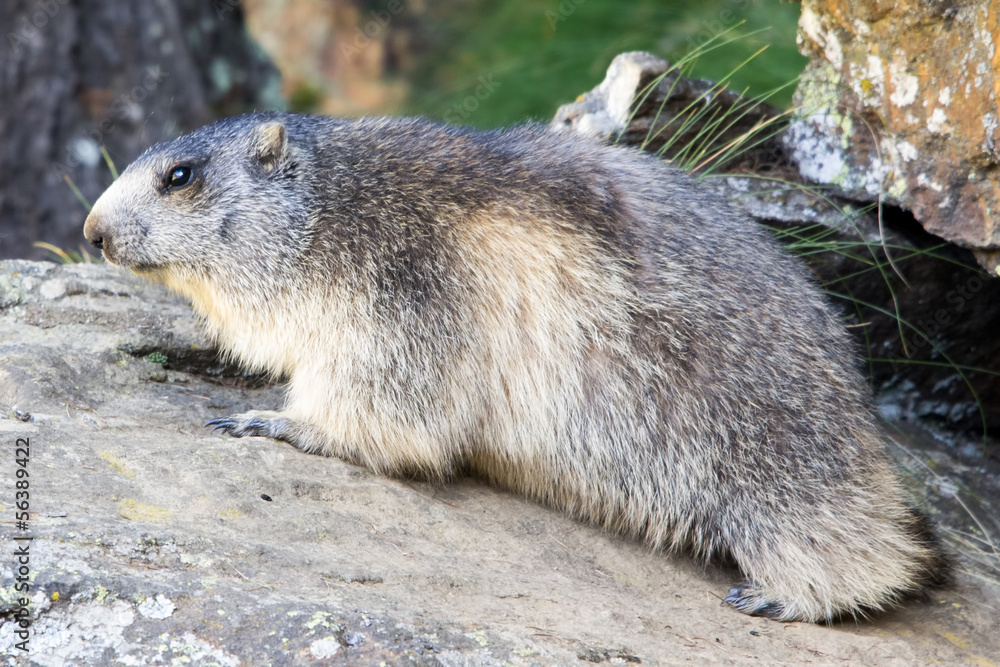 Marmotta in piedi sulla pietraia, ritratto, primo piano Marmotta in piedi sulla pietraia, ritratto, primo piano
