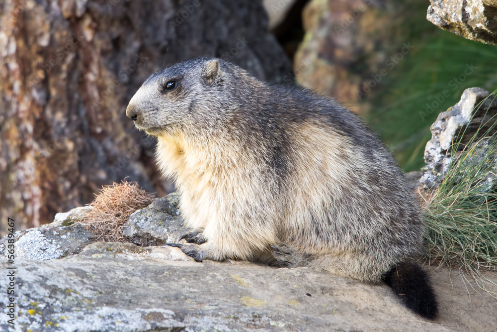 Marmotta in piedi sulla pietraia, ritratto, primo piano Marmotta in piedi sulla pietraia, ritratto, primo piano