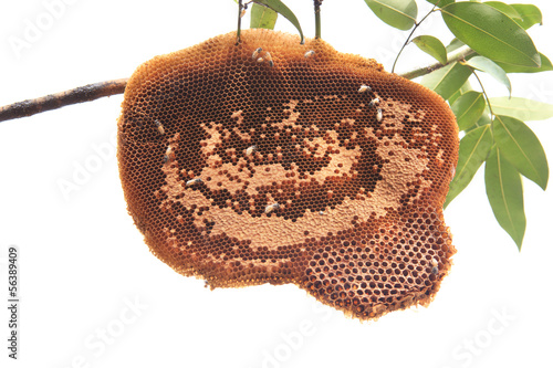 beehive on tree branch isolated white background