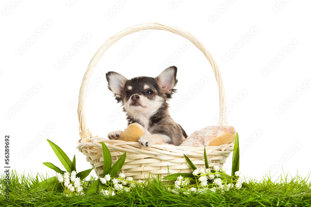 Fototapeta premium chihuahua isolated on white background