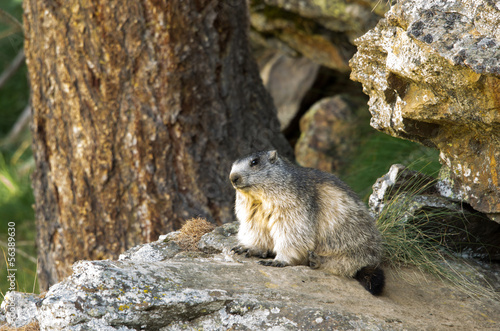 Marmotta in piedi sulla pietraia  ritratto  primo piano