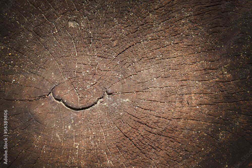 Obraz Texture of brown wood.