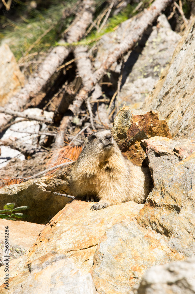 Marmotta in piedi sulla pietraia, ritratto, primo piano Marmotta in piedi sulla pietraia, ritratto, primo piano