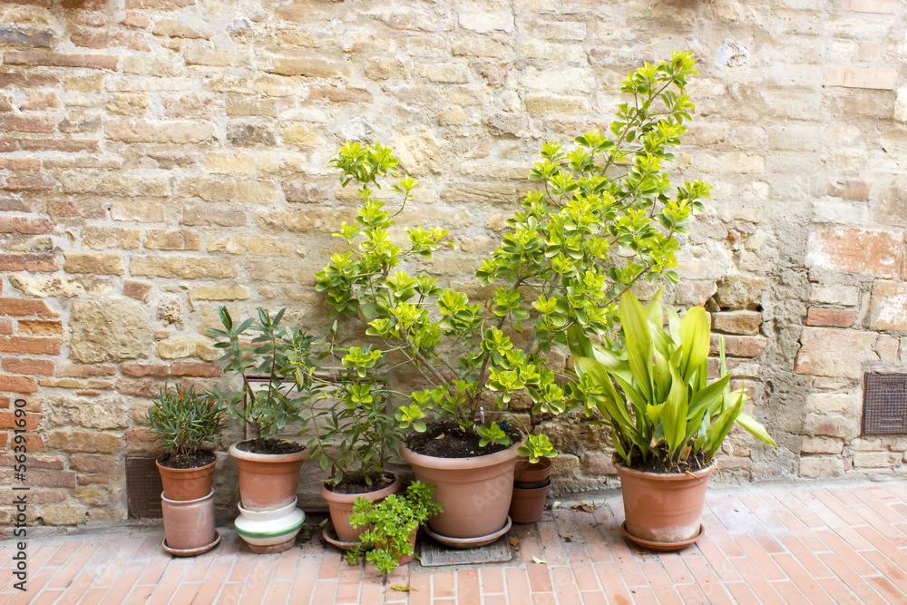 Row of pots with plants on a brick wall background