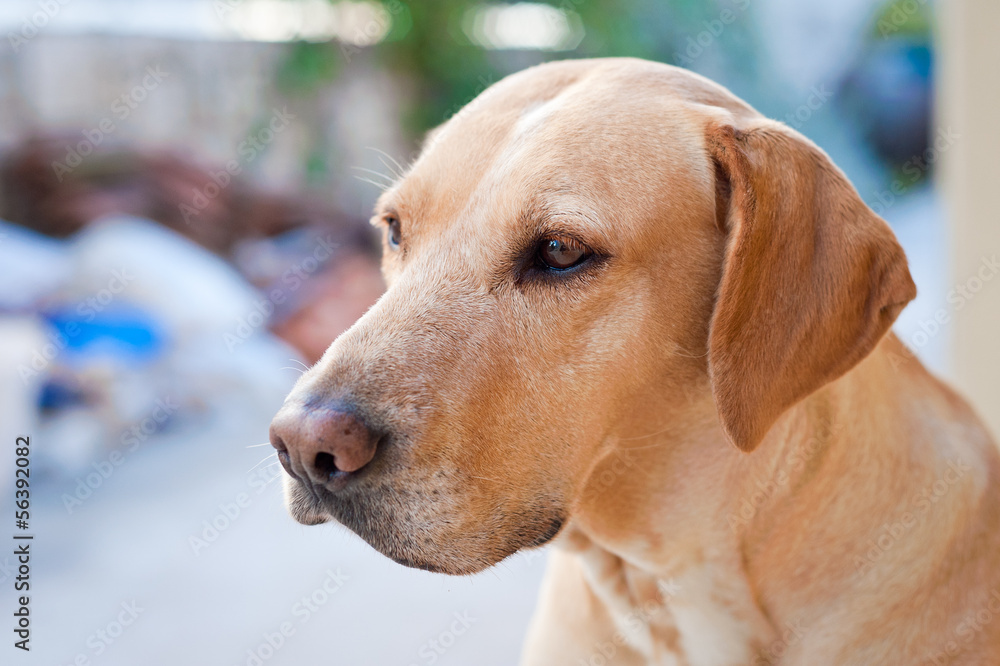Portrait of family dog sitting looking in distance. Portrait of family dog sitting looking in distance.