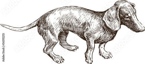 old dachshund
