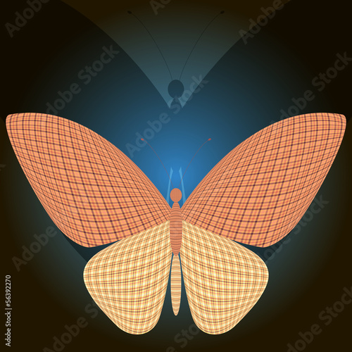 butterfly