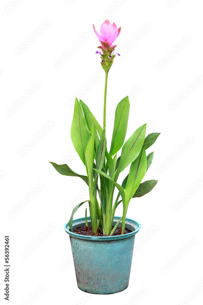 Cercuma alismatifolia Gagnep Cercuma alismatifolia Gagnep