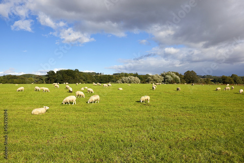 yorkshire wolds sheep