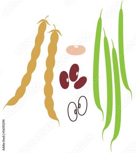 Kidney Bean