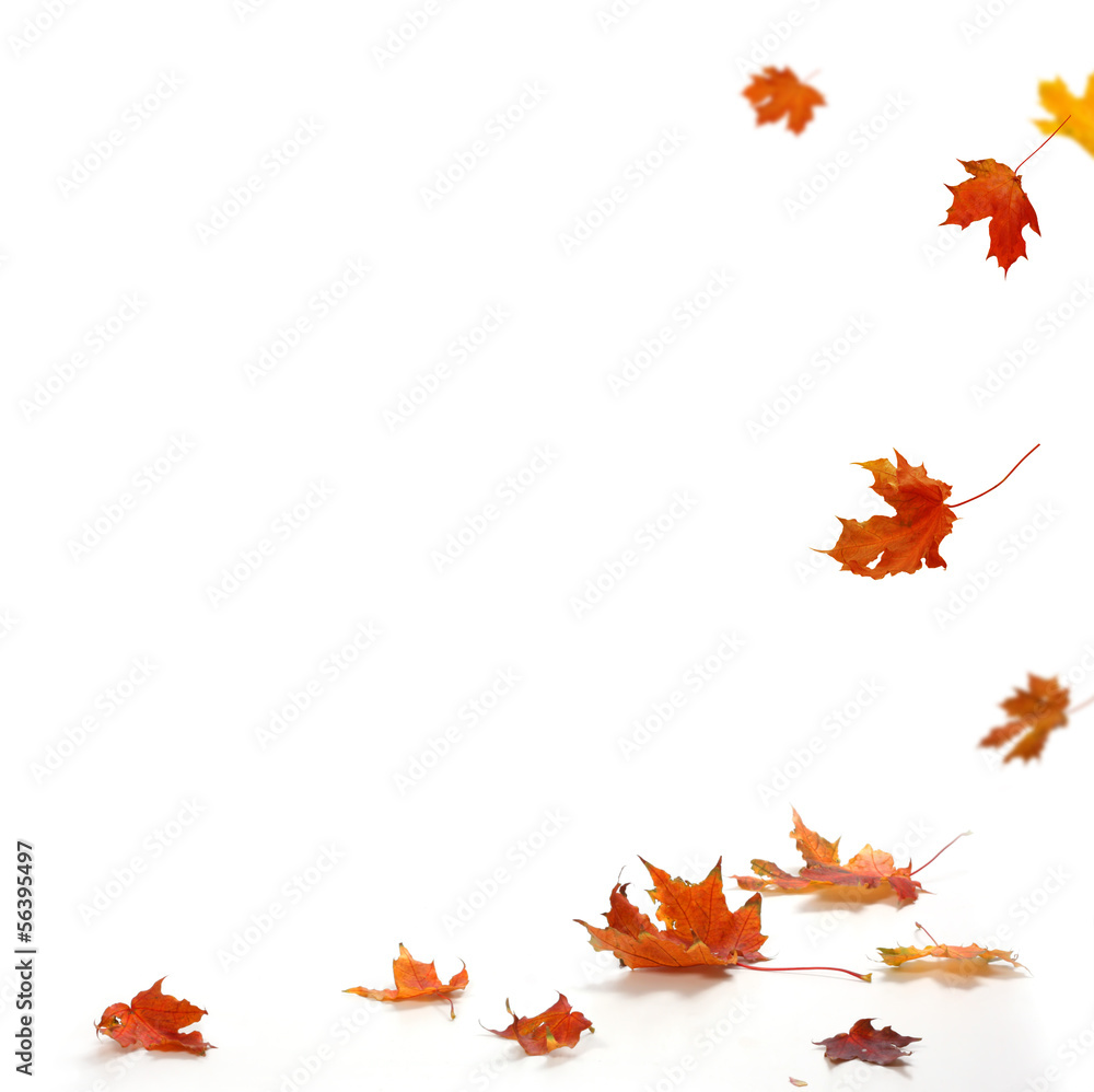 Obraz premium Isolated autumn leaves