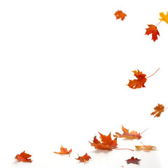 Isolated autumn leaves