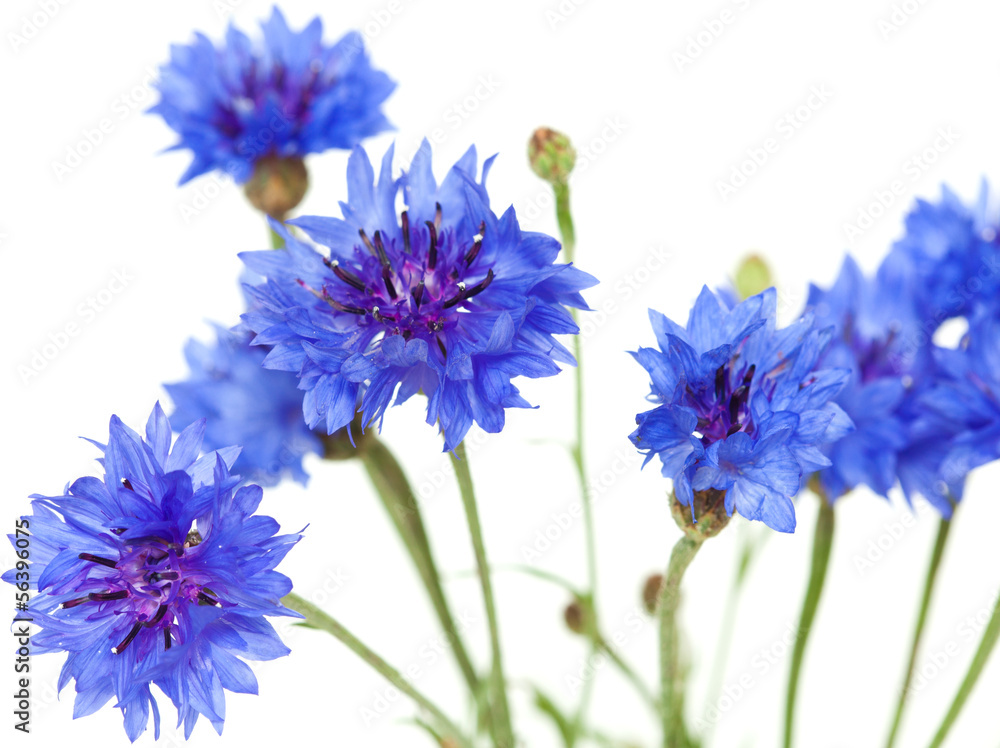 cornflower isolated cornflower isolated