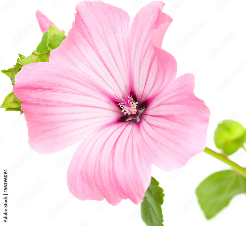 pink lavatera isolated on white pink lavatera isolated on white