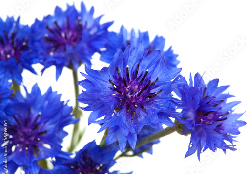 Fototapeta Naklejka Na Ścianę i Meble -  cornflower isolated