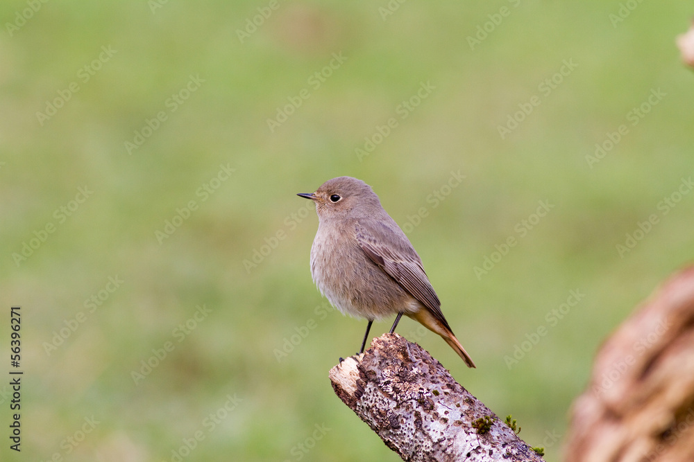 Black Redstart