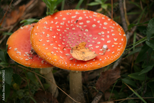 Toadstool mushrooms with leaf