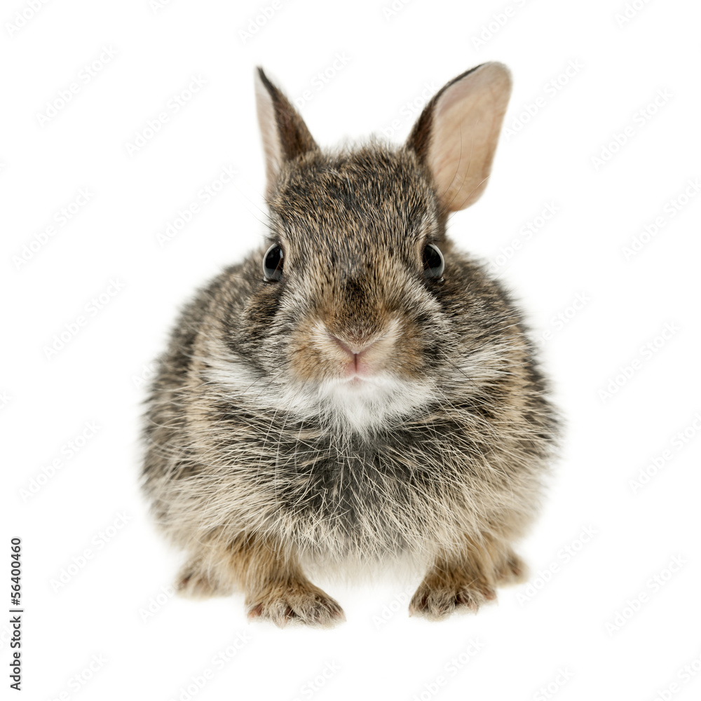 Naklejka premium Baby cottontail bunny rabbit
