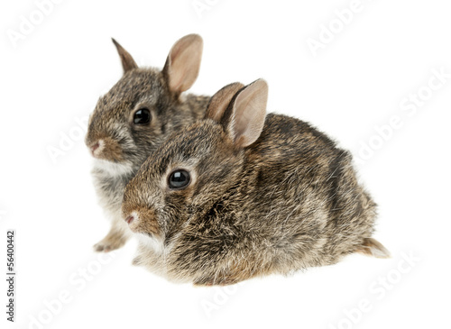 Two baby bunny rabbits