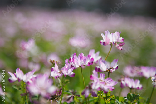 Wallpaper Mural レンゲ畑 Torontodigital.ca