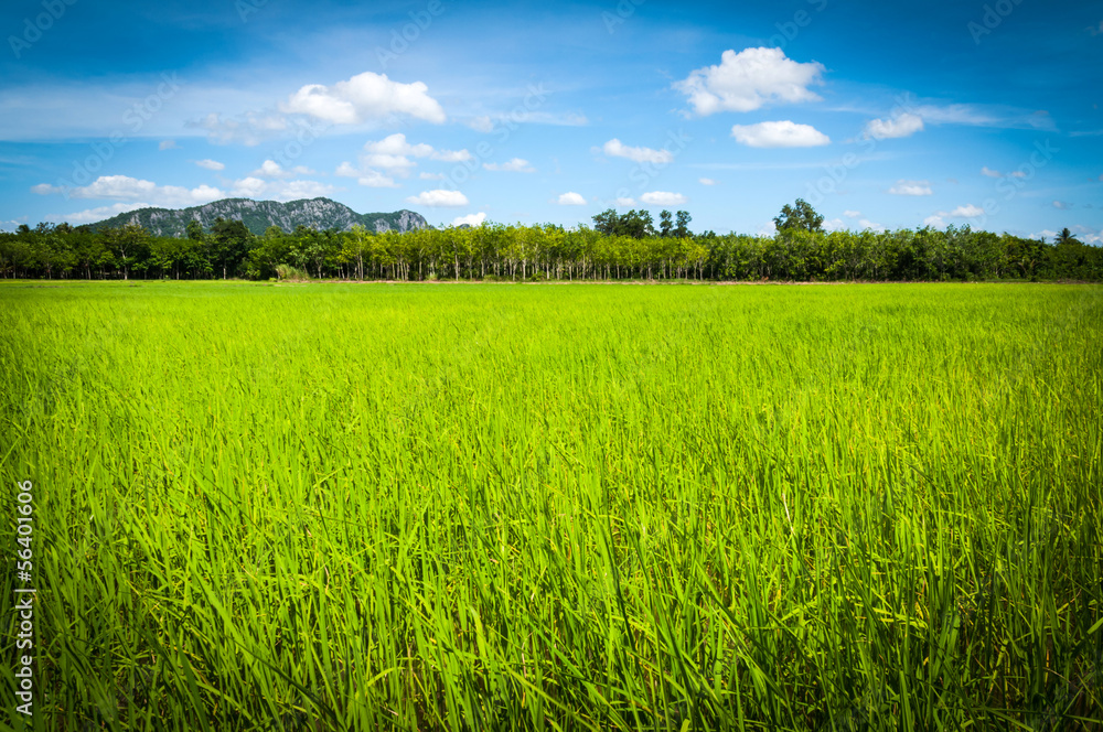 field rice of thailand