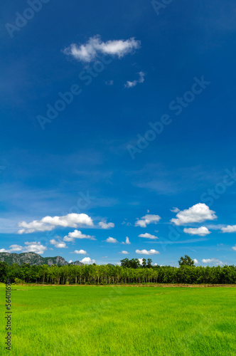 field rice of thailand © chaiyon021