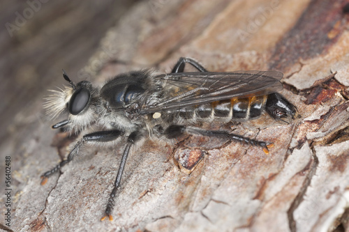 Choerades igneus, a rare and endangered Robber fly on pine photo