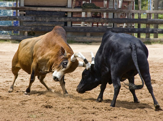 Poster Stierenvechten Spaanse corrida met matador en stier  © evilbeau