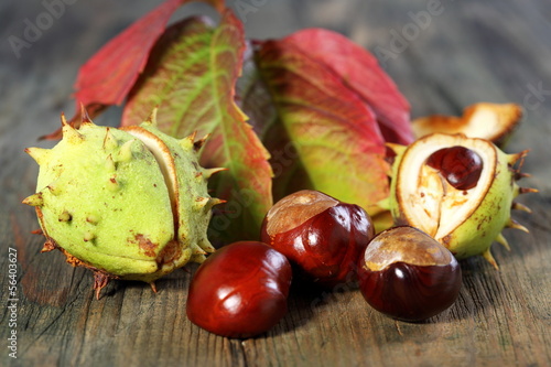 Horse Chestnut with autumn leaves.