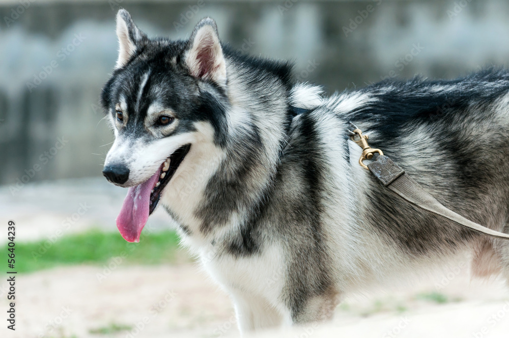 Siberian husky dog portrait