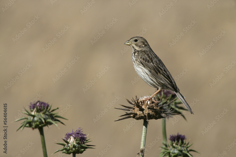 Corn bunting, Emberiza calandra Corn bunting, Emberiza calandra
