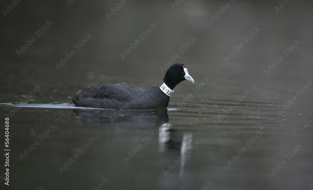 Crested or red-knobbed coot, Fulica cristata Crested or red-knobbed coot, Fulica cristata