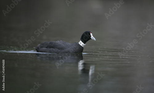 Crested or red-knobbed coot, Fulica cristata