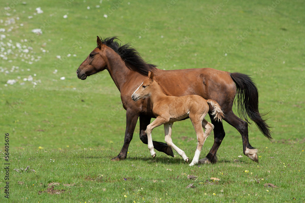 Horses Horses